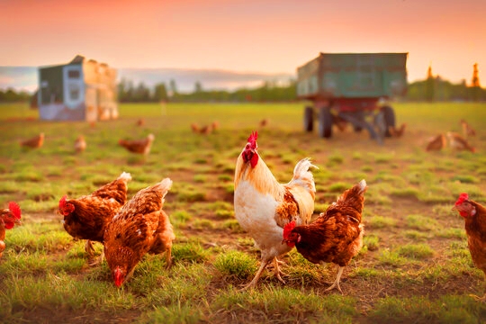 Poulet Entier