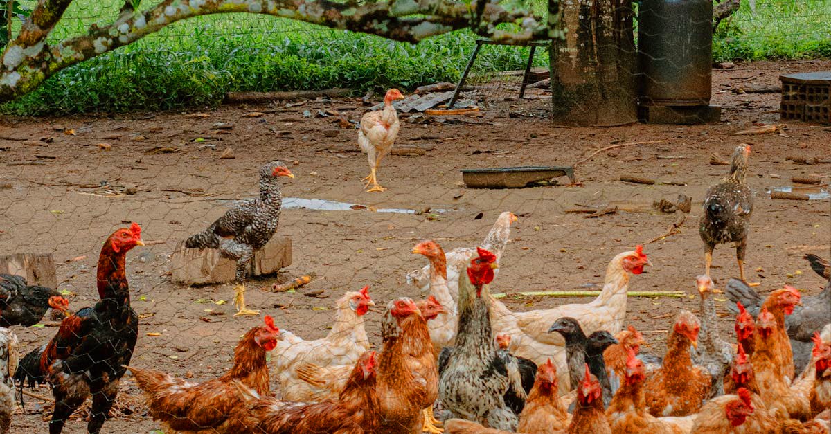 Poulet Badji