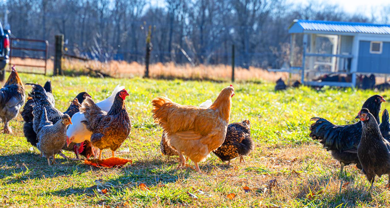 Poulet AntaYi