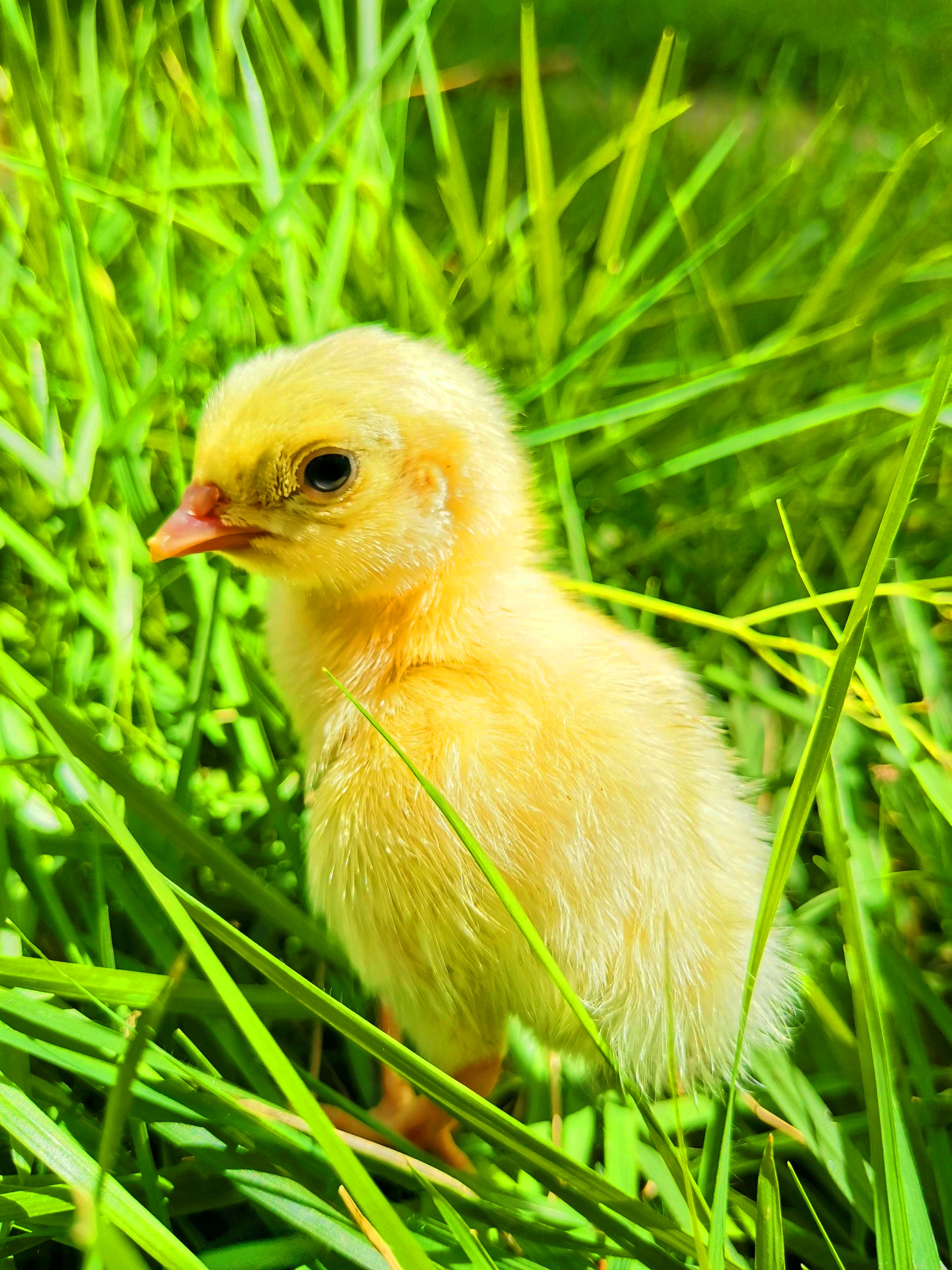 Poussins